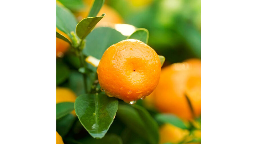 Mandarīni Murkott, 1 kg Ēģipte