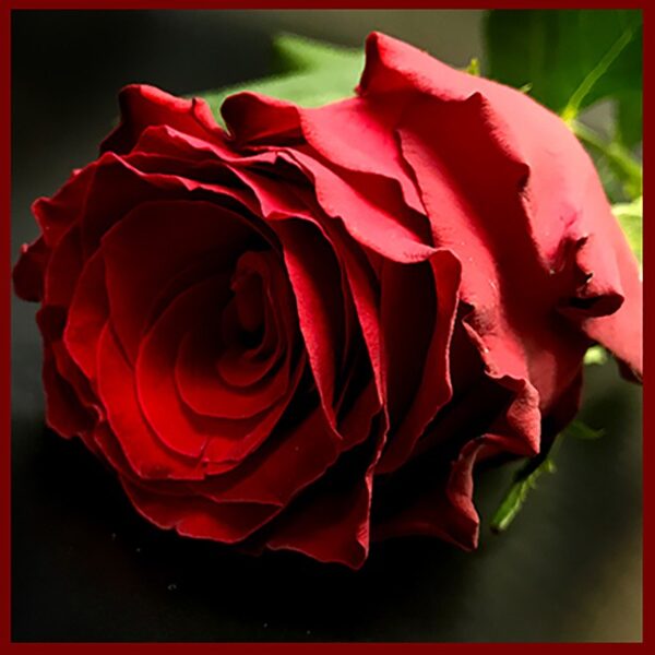 Red Rose 40 cm 1 pc