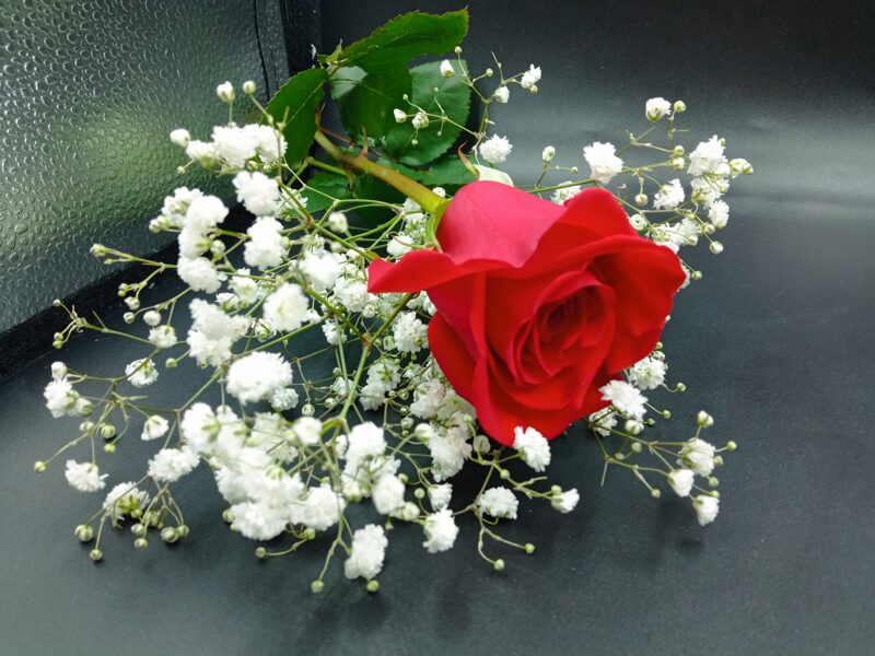 Красная роза и белая гипсофила 1 шт.