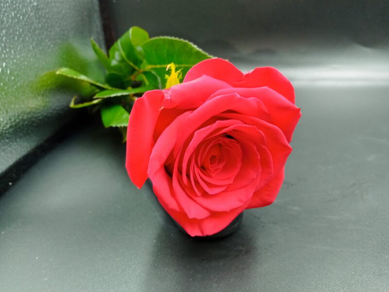 Эквадорская красная роза Freedom 70 см Гарда 1 шт.